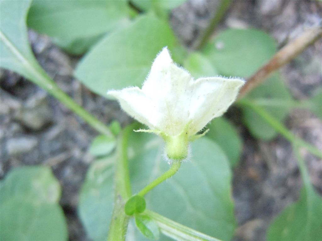 Physalis alkekengi